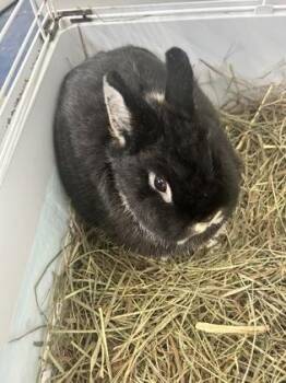 Ivory -  Netherland Dwarf Rabbit for Adoption in Simcoe, Ontario - Ivory | PetCurious