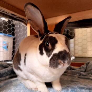 Timmy -  Rex Rabbit for Adoption in Providence, Rhode Island - Timmy | PetCurious
