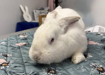 Californian Rabbits Available for Adoption in Westford, Massachusetts - Bunana Split | PetCurious