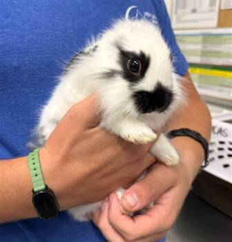 Bunny Rabbit Rabbits Available for Adoption in Camarillo, California - A879351 | PetCurious
