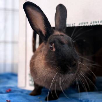 Rescue American Sable Rabbits for Adoption in Kanab, Utah - Wildflower | PetCurious