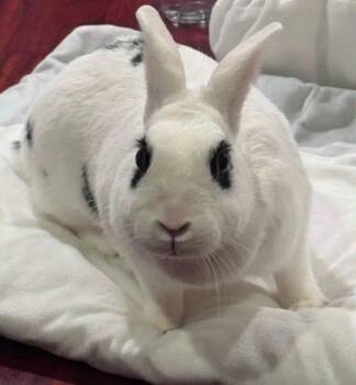 Sip -  New Zealand Rabbit for Adoption in Saint Charles, Missouri - Sip | PetCurious