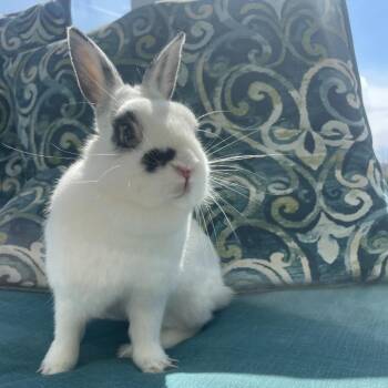 American Rabbits Available for Adoption - Lola | PetCurious