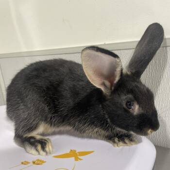 New Zealand Rabbits Available for Adoption in Clearwater, Florida - Oreo | PetCurious