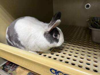 Dutch Rabbits Available for Adoption in Pflugerville, Texas - Tereso | PetCurious