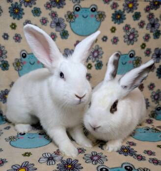 Mariel & Muriel -  Lionhead and Hotot Rabbit for Adoption in Lake Elsinore, California - Mariel & Muriel | PetCurious