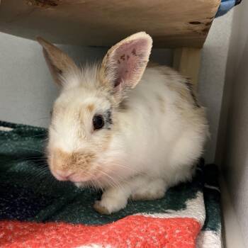 Bunny Rabbit Rabbits Available for Adoption in Pittsburgh, Pennsylvania - Pirate | PetCurious