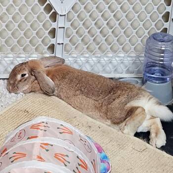 Lop Eared Rabbits Available for Adoption in Houston, Texas - Frisbee | PetCurious