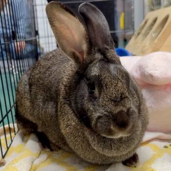 Rescue Bunny Rabbit Rabbits for Adoption in Mill Valley, California - Acorn | PetCurious