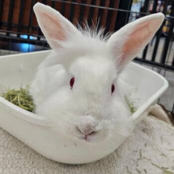 Calistoga -  Lionhead Rabbit for Adoption in Elverta, California - Calistoga | PetCurious