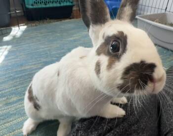 Poppi -  English Spot Rabbit for Adoption in Chicago, Illinois - Poppi | PetCurious
