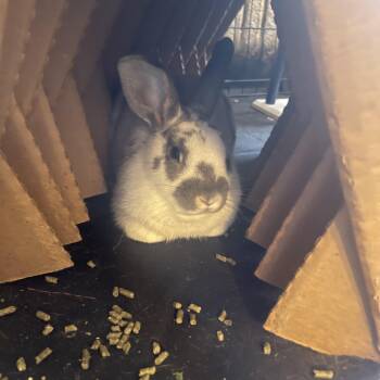 Rescue American Rabbits for Adoption in Willowbrook, Illinois - Pluto | PetCurious