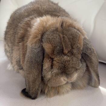 Evee -  Mini Lop and French Lop Rabbit for Adoption in Birmingham, Alabama - Evee | PetCurious