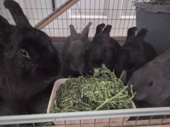 Sable & her family (8 babies) -  Silver Marten Rabbit for Adoption - Sable & Her Family (8 Babies) | PetCurious