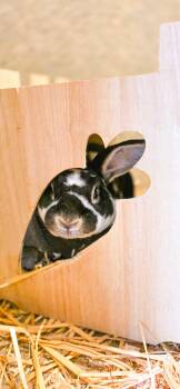 Rescue Rex Rabbits for Adoption in Grass Valley, California - Benji | PetCurious