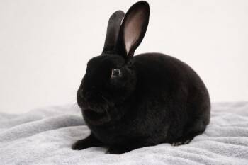 Mini Rex Rabbits Available for Adoption - Simon | PetCurious