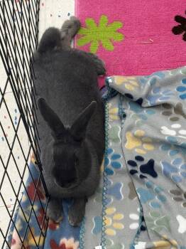 Darla -  Silver Fox Rabbit for Adoption in San Tan Valley, Arizona - Darla | PetCurious