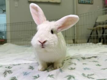 Rescue Florida White Rabbits for Adoption in Pflugerville, Texas - Kaleb | PetCurious
