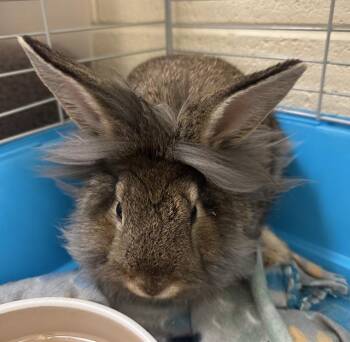 Lionhead Rabbits Available for Adoption in West Valley City, Utah - HAIRY STYLES | PetCurious