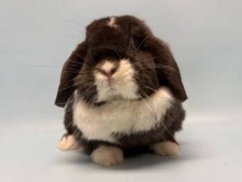 Alex -  Holland Lop Rabbit for Adoption in Golden Valley, Minnesota - Alex | PetCurious