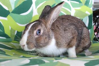 Rescue American Rabbits for Adoption in IND HILLSIDE, New Jersey - Brock | PetCurious
