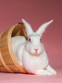 Rescue New Zealand Rabbits for Adoption in Columbia, Maryland - Nova | PetCurious