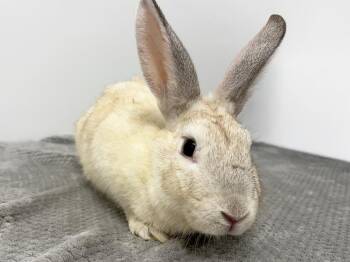 Gum Drop -  Bunny Rabbit Rabbit for Adoption in Westford, Massachusetts - Gum Drop | PetCurious