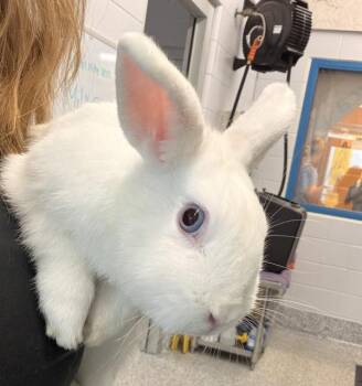 Arctic -  Netherland Dwarf Rabbit for Adoption in Golden, Colorado - Arctic | PetCurious