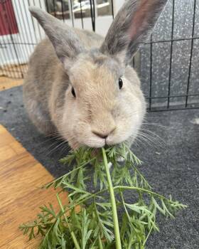 Rescue Bunny Rabbit Rabbits for Adoption in Westbrook, Maine - Patience | PetCurious