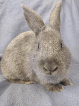Rescue Lilac Rabbits for Adoption in Plymouth, Michigan - Grayson | PetCurious