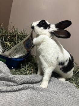 Rescue Bunny Rabbit Rabbits for Adoption in San Jose, California - BONNE CHANCE | PetCurious