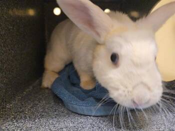 BEATRICE -  Bunny Rabbit Rabbit for Adoption in Tustin, California - BEATRICE | PetCurious