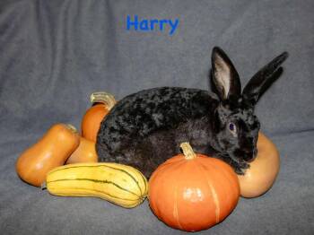Rescue Bunny Rabbit Rabbits for Adoption in Westbrook, Maine - Harry | PetCurious