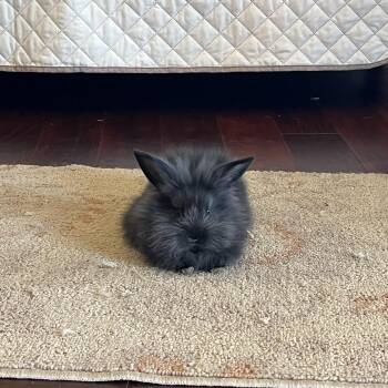 Lionhead Rabbits Available for Adoption - Lilly (courtesy Listing) | PetCurious