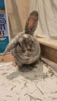 Levi -  Harlequin Rabbit for Adoption in Sauk Village, Illinois - Levi | PetCurious