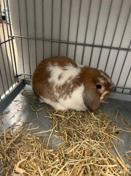 Bunadict Carrotpatch -  Lop Eared Rabbit for Adoption in Rock Springs, Wyoming - Bunadict Carrotpatch | PetCurious
