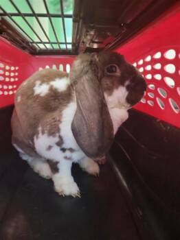 American Rabbits Available for Adoption in Largo, Florida - Creek | PetCurious