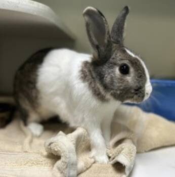 Dutch Rabbits Available for Adoption in New York, New York - Diglett | PetCurious