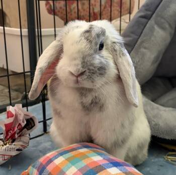 Elle -  American Rabbit for Adoption in Oakland, California - Elle | PetCurious