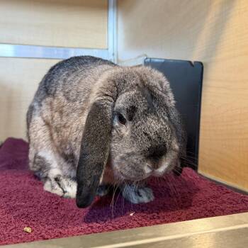 English Lop Rabbits Available for Adoption - Earl | PetCurious