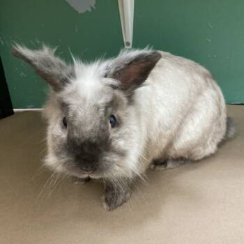 Rescue Lionhead Rabbits for Adoption in Pittsburgh, Pennsylvania - Ruger | PetCurious