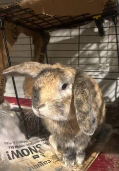 Rescue Mini Lop and Harlequin Rabbits for Adoption in Paradis, Louisiana - Pedro | PetCurious