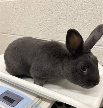 DASH -  Bunny Rabbit Rabbit for Adoption in Derwood, Maryland - DASH | PetCurious