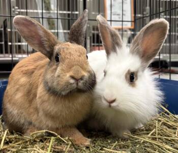 Mahjong (bonded w/ Jumanji) -  American Rabbit for Adoption in Oakland, California - Mahjong (bonded W/ Jumanji) | PetCurious