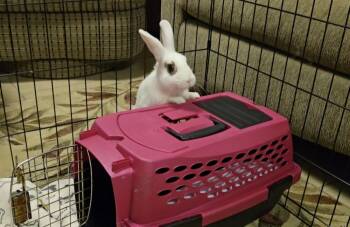 Tibby -  Lionhead Rabbit for Adoption in Melbourne, Florida - Tibby | PetCurious