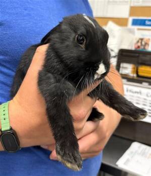 Bunny Rabbit Rabbits Available for Adoption in Camarillo, California - A879352 | PetCurious