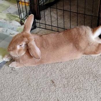 Charlotte -  Bunny Rabbit Rabbit for Adoption in Wheaton, Illinois - Charlotte | PetCurious