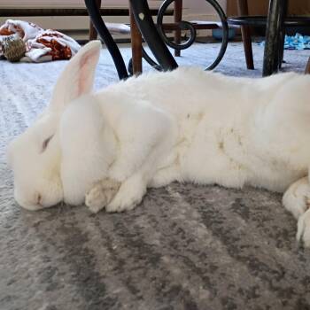 Daisy Belle -  Bunny Rabbit Rabbit for Adoption in Portland, Oregon - Daisy Belle | PetCurious