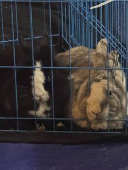 Yuki -  American Fuzzy Lop Rabbit for Adoption in Bloomington, Indiana - Yuki | PetCurious