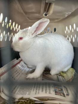 Rice Cake -  Bunny Rabbit Rabbit for Adoption in Paradis, Louisiana - Rice Cake | PetCurious